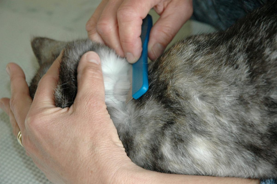 how to treat your cat from flea