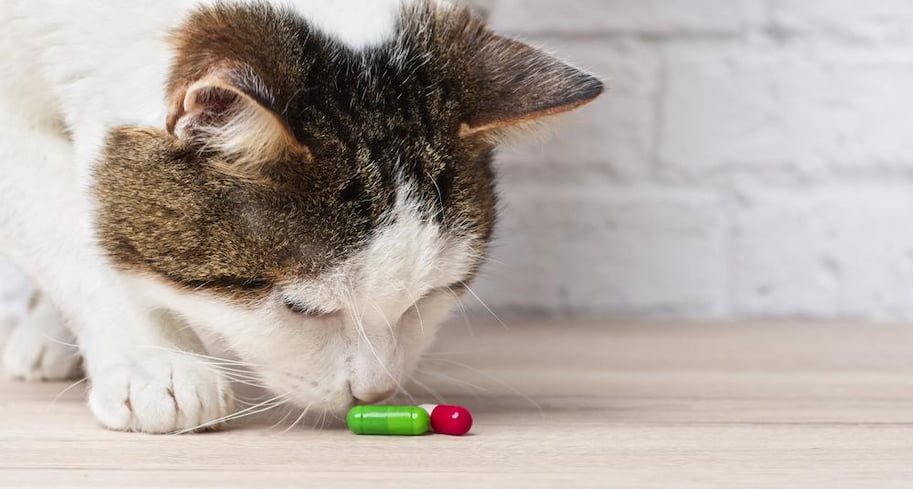 cat taking pills