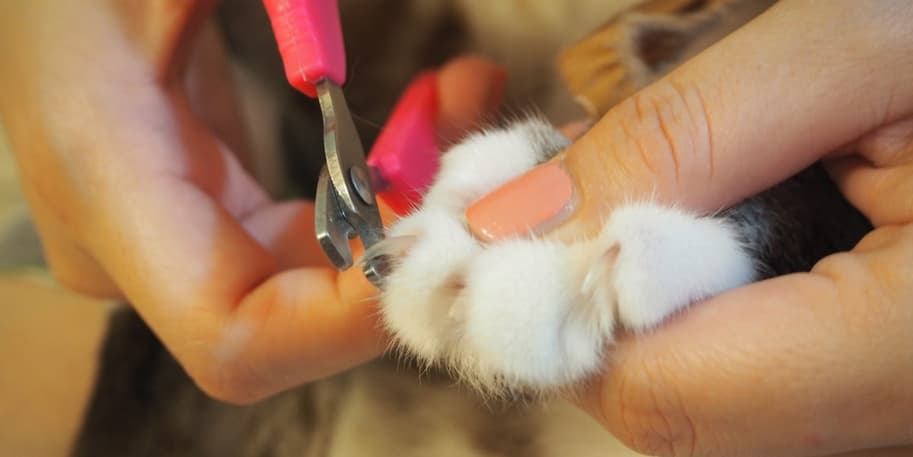 nail clippers for cats